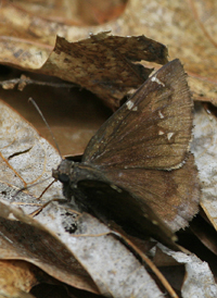 Northern Cloudywing